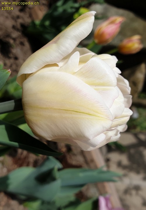 Tulipa - 