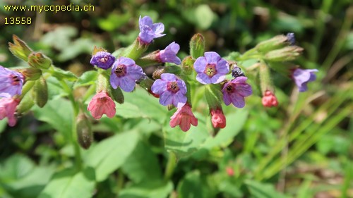 Pulmonaria officinalis - 