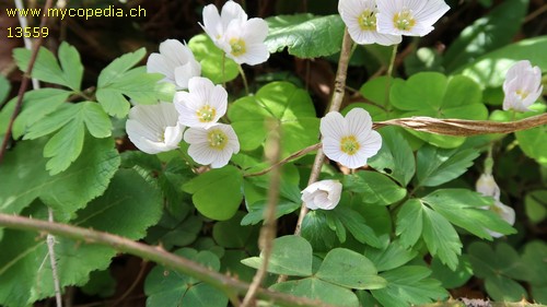 Oxalis acetosella - 