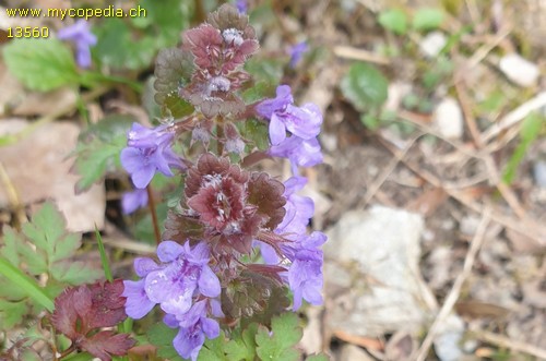 Glechoma hederacea - 