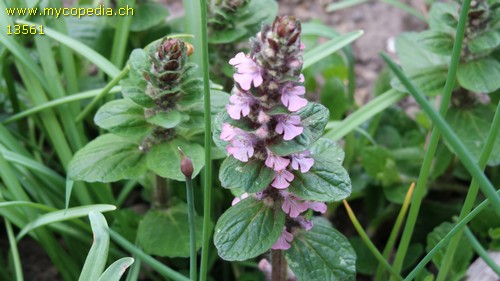 Ajuga reptans - 