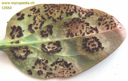 Puccinia antirrhini - 