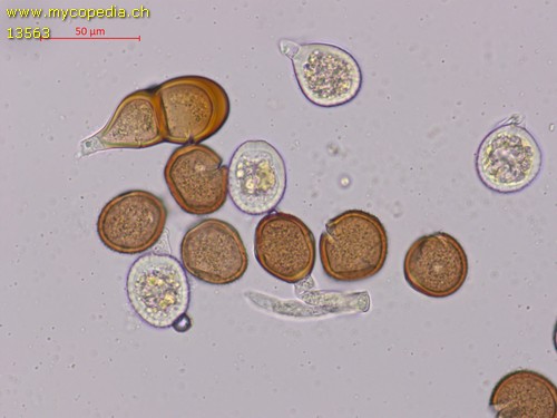 Puccinia antirrhini - 