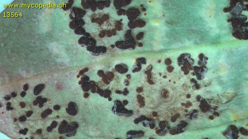 Puccinia antirrhini - 