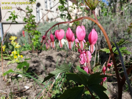 Lamprocapnos spectabilis - 