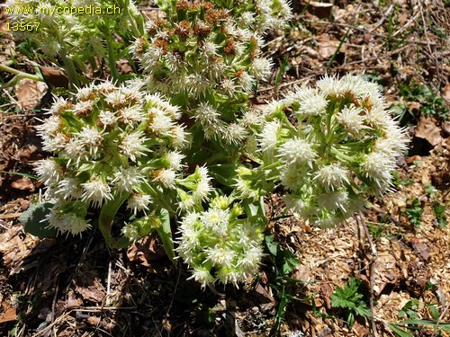 Petasites albus - 