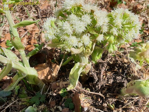 Petasites albus - 