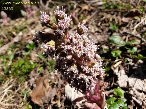 Petasites hybridus - 