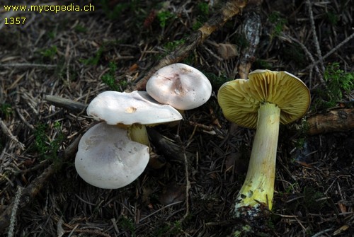 Tricholoma sulphureum - 