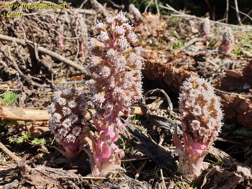 Petasites hybridus - 