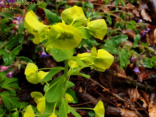 Euphorbia amygdaloides - 