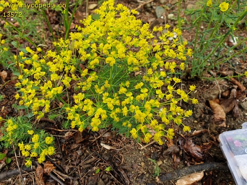 Euphorbia cypariassis - 