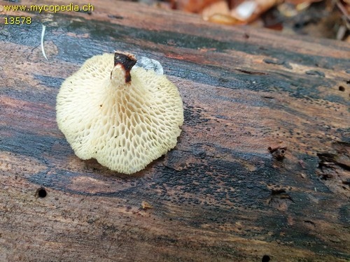 Polyporus alveolaris - 