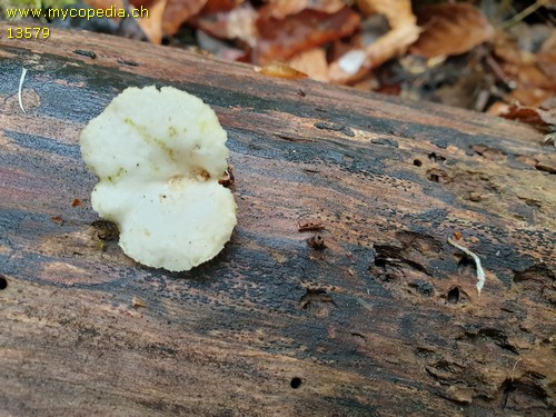 Polyporus alveolaris - 