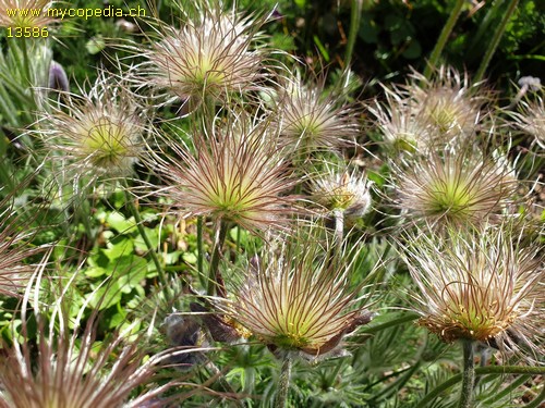 Pulsatilla vulgaris - 