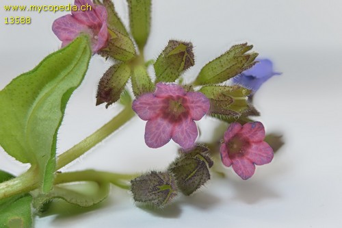 Pulmonaria obscura - 