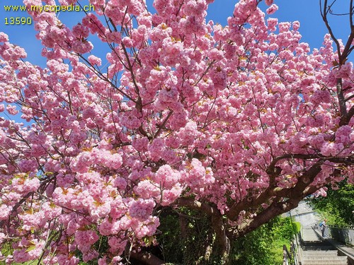 Prunus serrulata - 