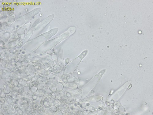 Mycena leptocephala - Cheilozystiden - 