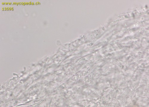 Mycena leptocephala - HDS - 