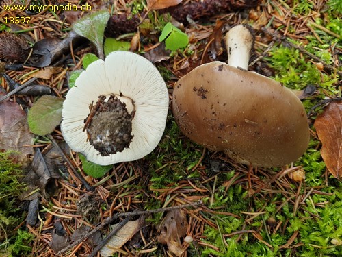 Pluteus cervinus - 