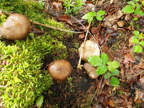 Pluteus cervinus - 