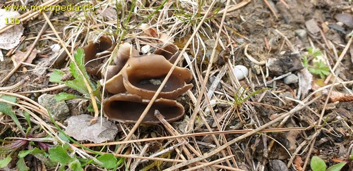 Helvella acetabulum - 