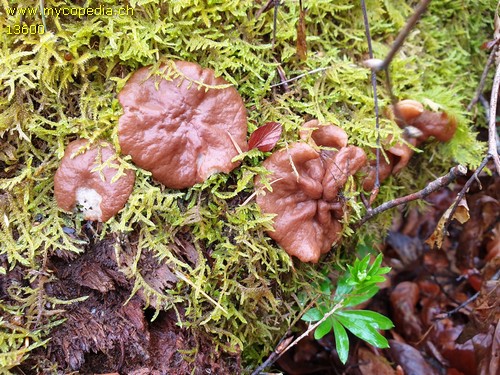 Gyromitra perlata - 