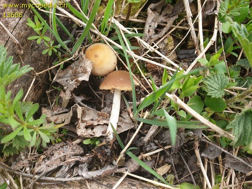 Psathyrella spadiceogrisea - 