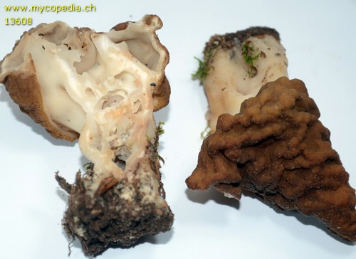 Gyromitra gigas - Querschnitt - 