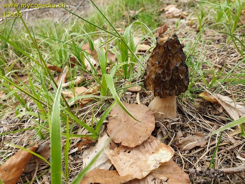 Morchella conica - 