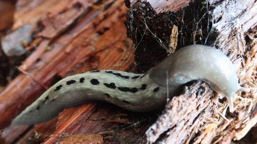 Limax cinereoniger - 