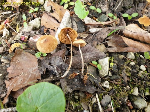 Conocybe subpubescens - 