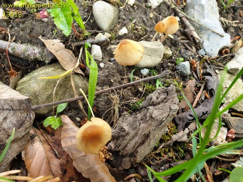 Conocybe subpubescens - 