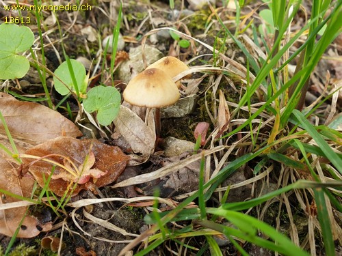 Conocybe subpubescens - 