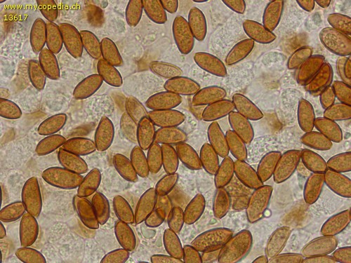 Conocybe siennophylla - Sporen - KOH  - 