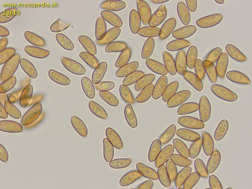 Conocybe sienophylla - Sporen - Wasser  - 