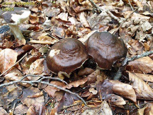 Pluteus cervinus - 