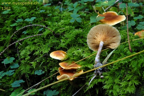 Gymnopilus penetrans - 