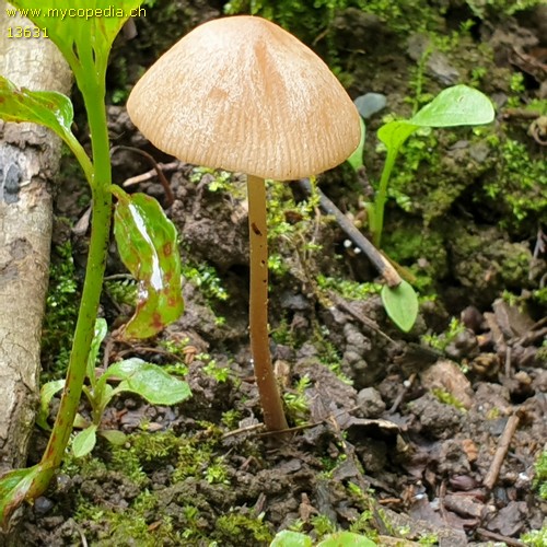 Conocybe tenera - 