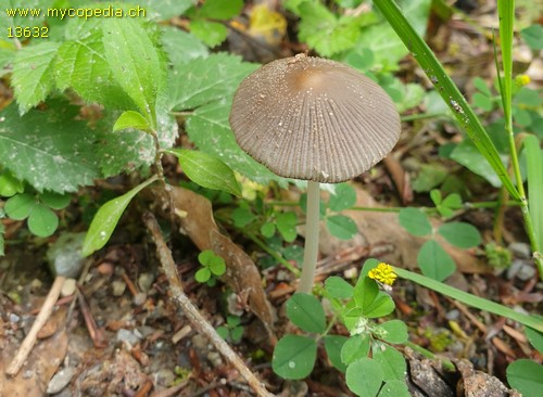 Coprinellus xanthothrix - 