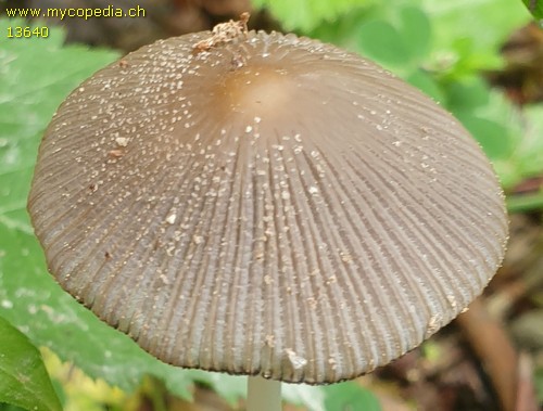 Coprinellus xanthothrix - 