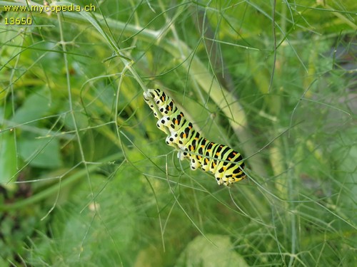 Papillo machaon - 