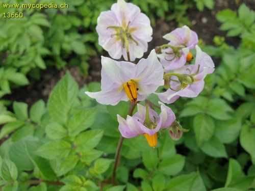 Solanum tuberosum - 