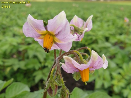 Solanum tuberosum - 
