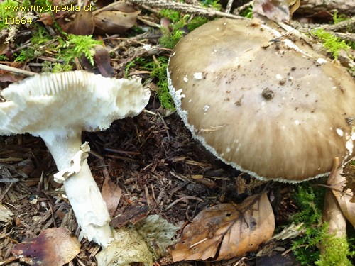 Amanita excelsa - 