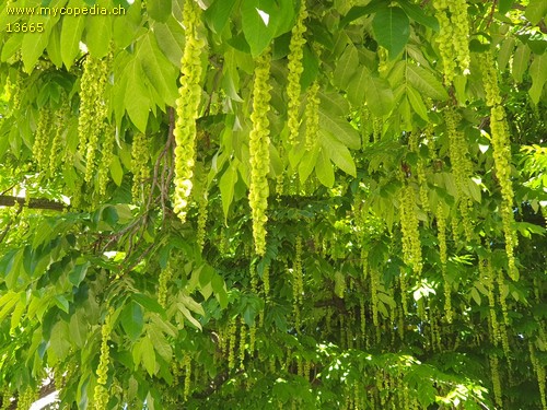 Pterocarya fraxinifolia - 