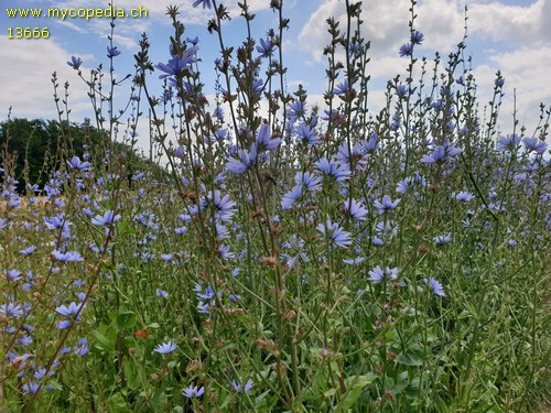 Cichorium intybus - 