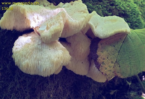 Hericium cirrhatum - 