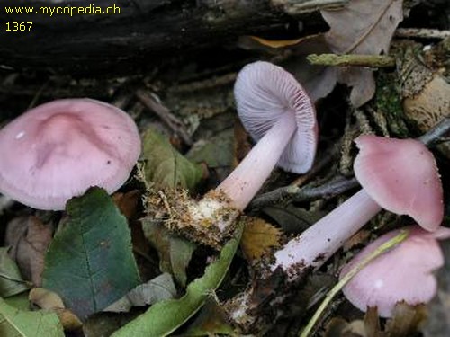 Mycena rosea - 