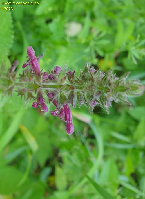 Stachys sylvatica - 